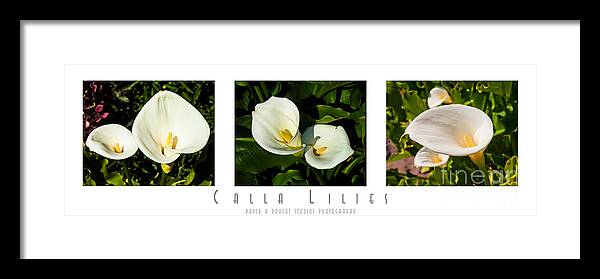 Triptych Framed Print featuring the photograph Calla Lilly Color Triptych by David Doucot