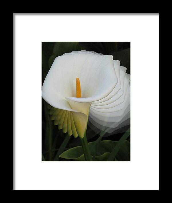 Calla Lily Framed Print featuring the photograph Calla Lilly Sprial by Alison Stein