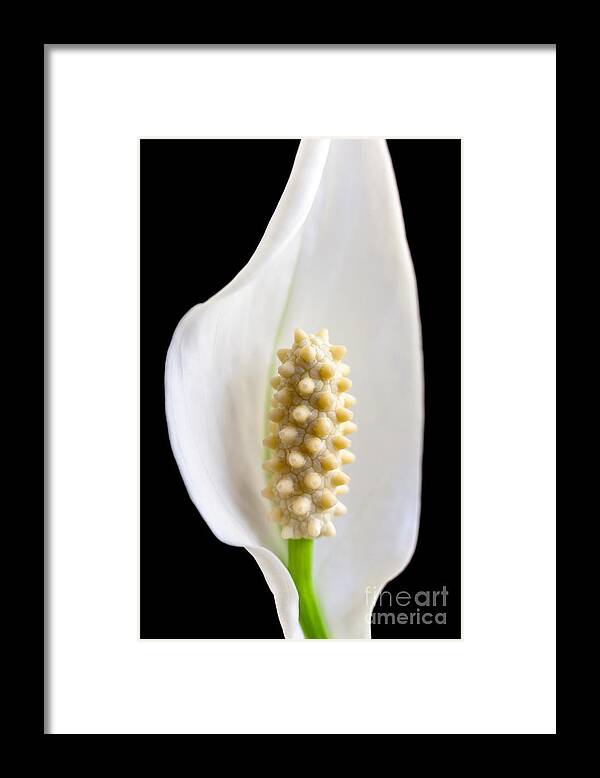 Calla Lily Framed Print featuring the photograph Calla Lily by Andy Myatt