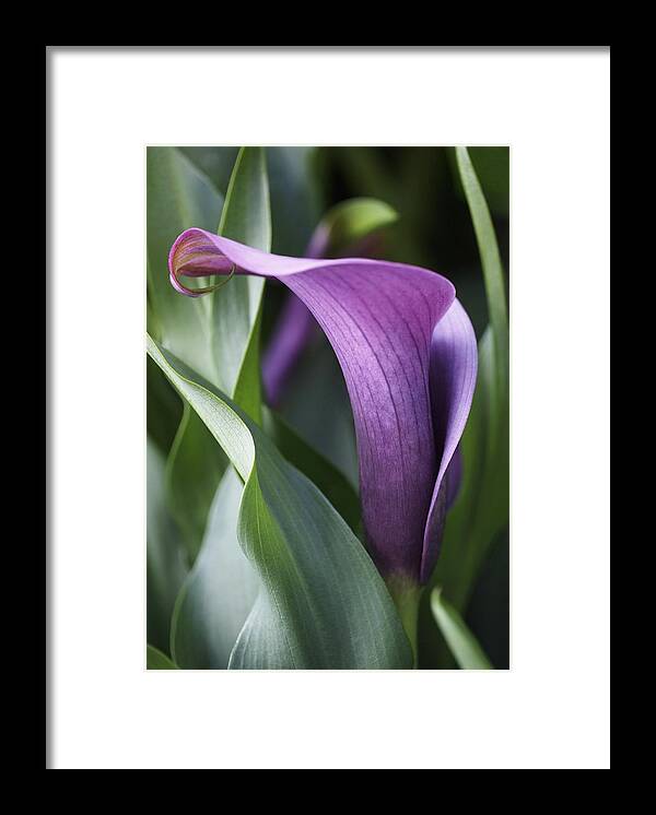 Lily Framed Print featuring the photograph Calla Lily in Purple Ombre by Rona Black