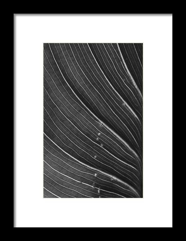 Calla Lilly Framed Print featuring the photograph Calla Lily Leaf by Morgan Wright