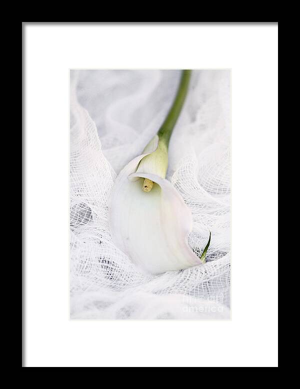 Calla Lily Framed Print featuring the photograph Calla Lily on White Background by Stephanie Frey