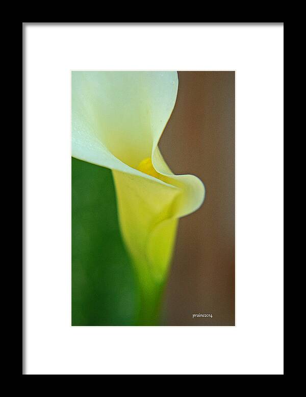 Calla Framed Print featuring the photograph Calla Lily by Patti Raine