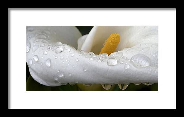 Calla Framed Print featuring the photograph Calla Lily with Raindrops by Nadalyn Larsen