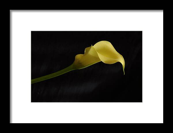 Calla Lilly Framed Print featuring the photograph Calla Lily Yellow II by Ron White