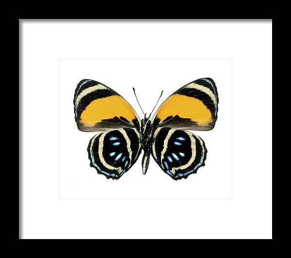 Callicore Aegina Framed Print featuring the photograph Callicore Aegina Butterfly by Lawrence Lawry