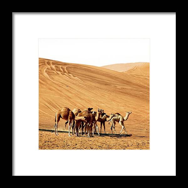 Sand Dune Framed Print featuring the photograph Camel Meeting In Desert by Stefano Gambassi