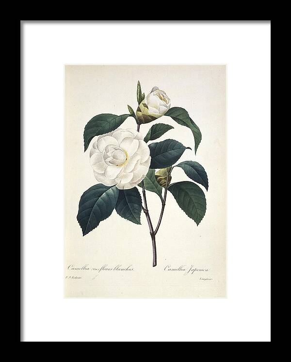 Camellia Japonica Framed Print featuring the photograph Camellia japonica, 19th century by Science Photo Library