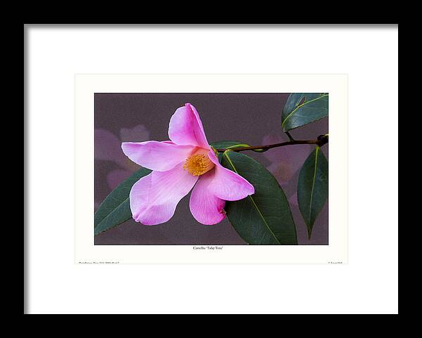 Camellia Framed Print featuring the photograph Camellia 'Tulip Time' by Saxon Holt
