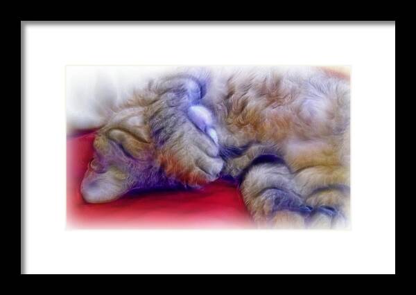 Cat Framed Print featuring the photograph Camera Shy Kitty by Lilia D