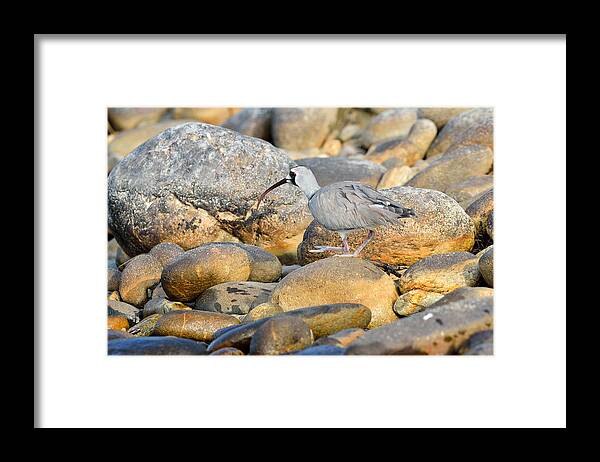 Nature Framed Print featuring the photograph Camouflage by Fotosas Photography