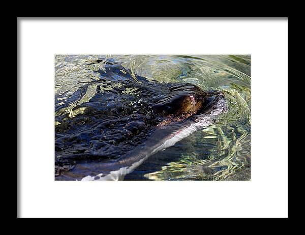 Camouflage Framed Print featuring the photograph Camouflage by Ivete Basso Photography
