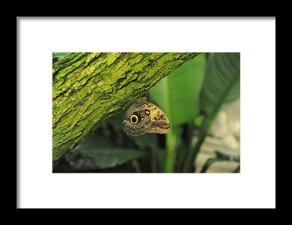 Wildlife Framed Print featuring the photograph Camouflage by Richard Gehlbach