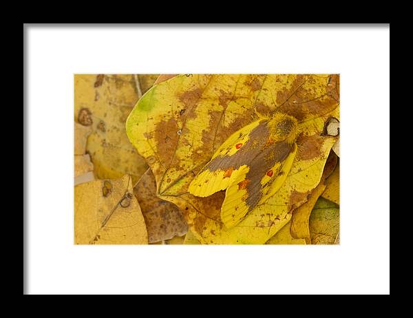 496676 Framed Print featuring the photograph Camouflaged Tent Caterpillar Moth by Piotr Naskrecki