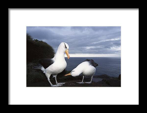 Feb0514 Framed Print featuring the photograph Campbell Albatross Courtship Dance by Tui De Roy