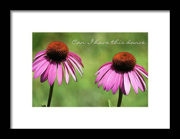 Coneflowers Framed Print featuring the photograph Can I Have This Dance by Kathy Clark