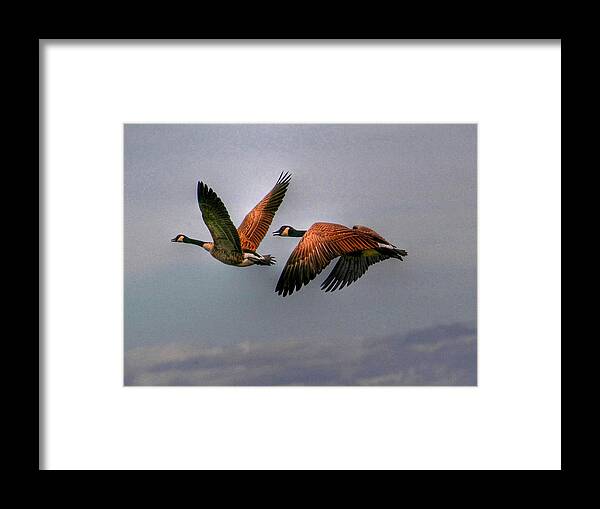 Birds Framed Print featuring the photograph Canada Geese in Flight by Larry Trupp