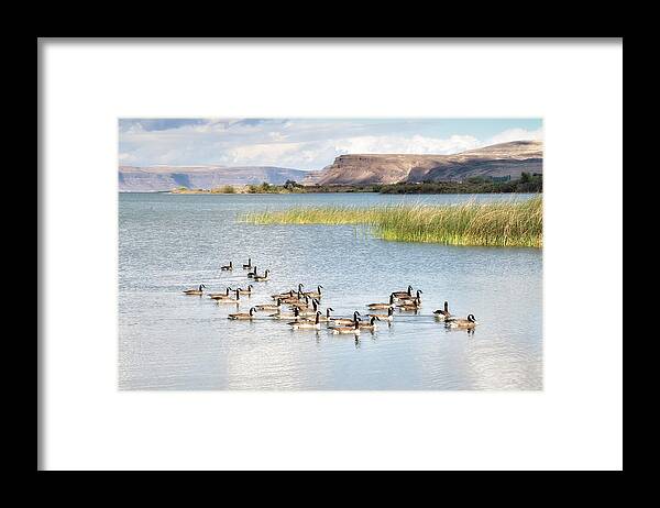 Washington State Framed Print featuring the photograph Canada Goose on Banks Lake by Allan Van Gasbeck