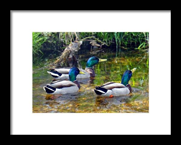 Waterfowl Framed Print featuring the photograph Canada Waterfowl by Mikki Cucuzzo