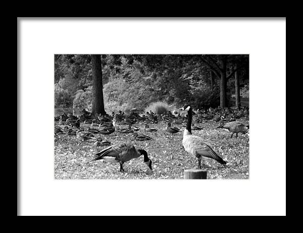 Canadian Geese Photo Framed Print featuring the photograph Canadian Geese by Bob Pardue