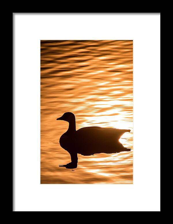 Canadian Goose Framed Print featuring the photograph Canadian Goose by Don Johnson