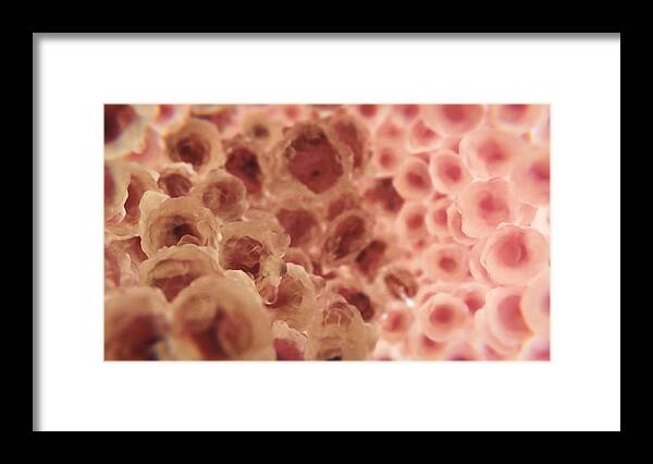 3d Model Framed Print featuring the photograph Cancer Cells Metastasizing Near Normal by Anatomical Travelogue