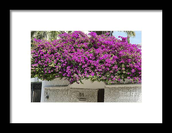 Mexico Framed Print featuring the photograph Cancun Bougainvillea Mexico by John Mitchell