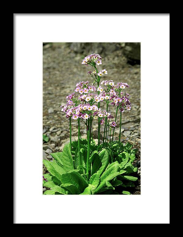 Primula Chungensis Framed Print featuring the photograph Candelabra Primula (primula Chungensis) by Brian Gadsby/science Photo Library