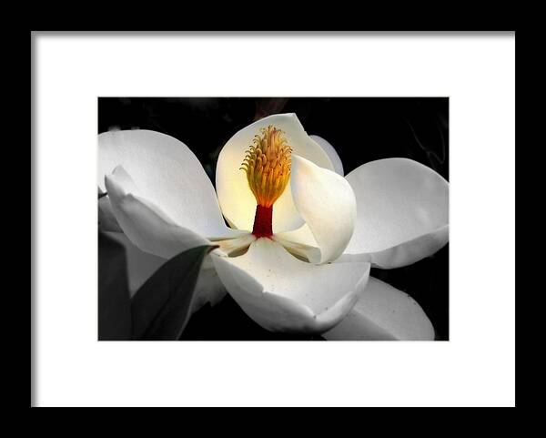 Magnolias Framed Print featuring the photograph CANDLE in the WIND by Karen Wiles