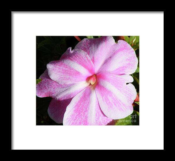 Candy Cane Petals Framed Print featuring the photograph Candy Cane Impatiens by Barbara A Griffin