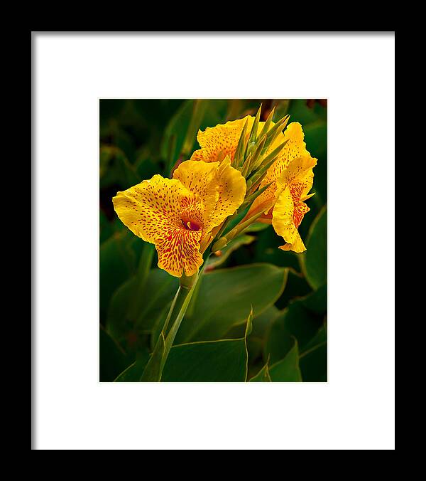 Canna Framed Print featuring the photograph Canna Blossom by Mary Jo Allen