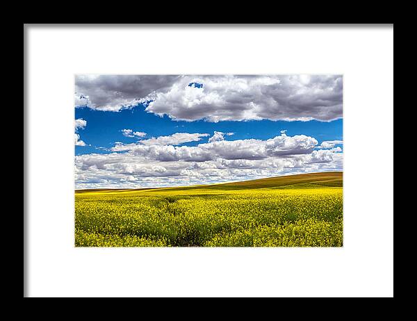 Landscape Framed Print featuring the photograph Canola Fields by Robert Bynum