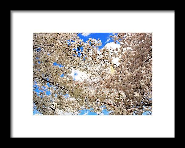 Cherry Blossoms Framed Print featuring the photograph Canopy of New Life by SCB Captures