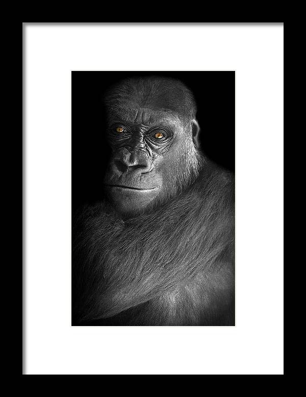 Gorilla Framed Print featuring the photograph Can't Escape by Diana Angstadt