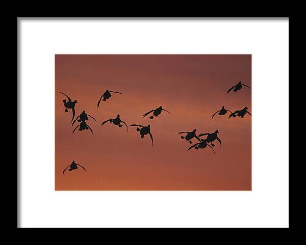 Feb0514 Framed Print featuring the photograph Canvasbacks Landing At Sunrise by Tom Vezo