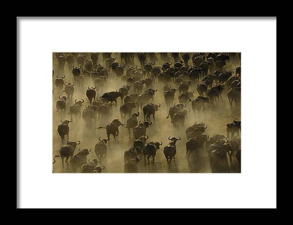 Feb0514 Framed Print featuring the photograph Cape Buffalo Herd Stampeding Africa by Pete Oxford