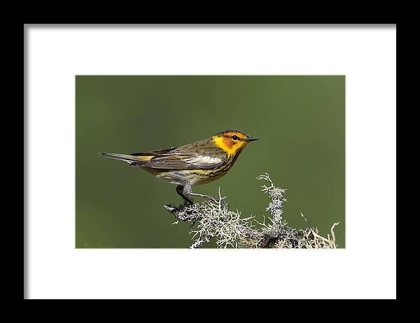 Cape May Framed Print featuring the photograph Cape May Warbler profile by Daniel Behm