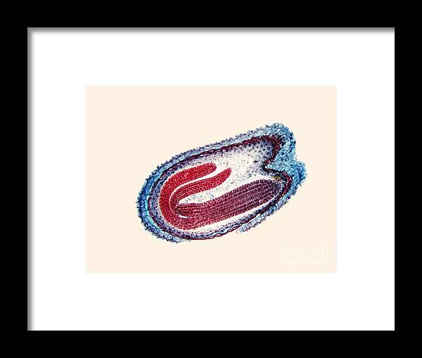 Capsella Framed Print featuring the photograph Capsella Sp. Embryo Lm by Garry DeLong