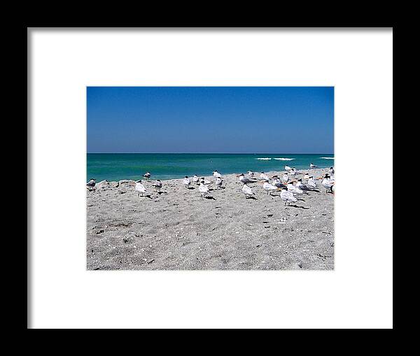 Sanibel Framed Print featuring the photograph Captiva Elegant Terns by Curtis Krusie