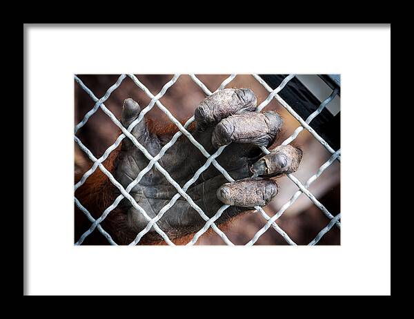 Orangutan Framed Print featuring the photograph Captive Heart by Sennie Pierson