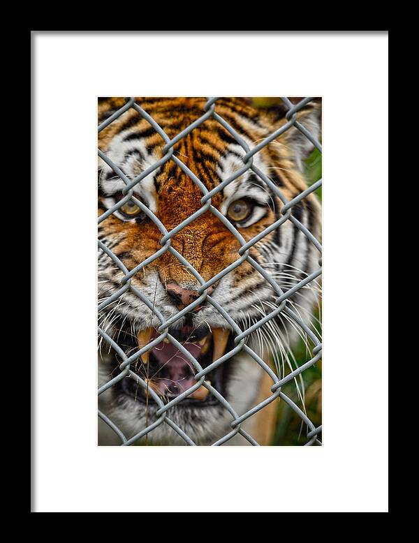 Tiger Framed Print featuring the photograph Captivity Capture by J C