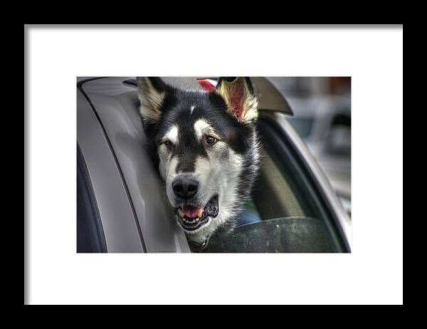 Dogs Framed Print featuring the photograph Car ride by Dennis Baswell