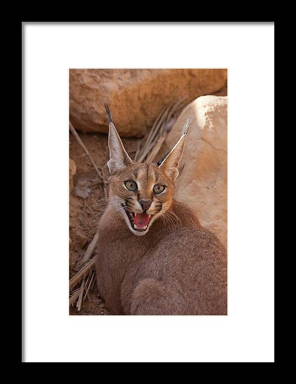 Caracal Framed Print featuring the photograph Caracal (caracal Caracal) by Photostock-israel