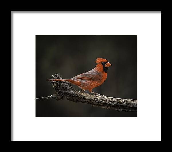 Birds Framed Print featuring the photograph Cardinal 2011-1 by Donald Brown