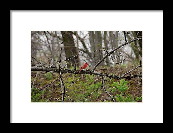 Cardinal Framed Print featuring the photograph Cardinal by Aimee L Maher ALM GALLERY