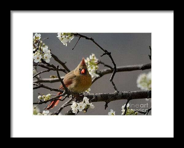 Nava Jo Thompson Framed Print featuring the photograph Cardinal and Flowers by Nava Thompson