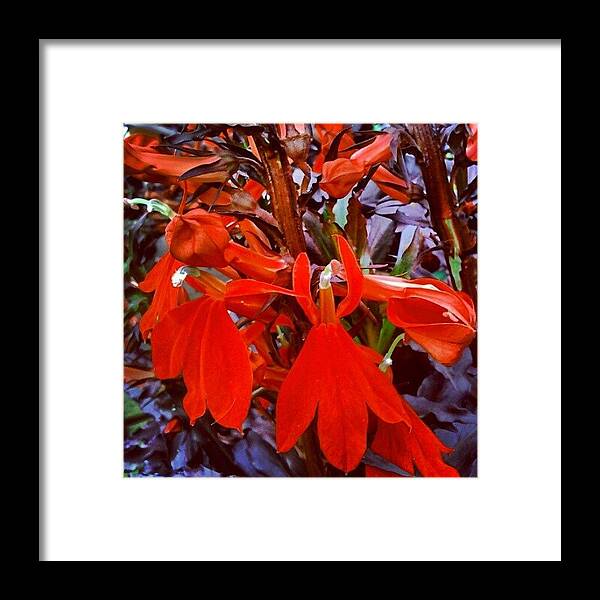Plants Framed Print featuring the photograph #cardinal #flower #plants #beautiful by M R M