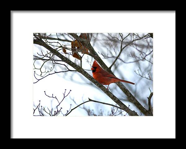  Framed Print featuring the photograph Cardinal by Gregory Blank