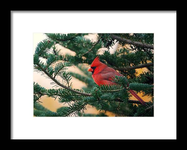 #faatoppicks Framed Print featuring the photograph Cardinal in Balsam by Sue Capuano