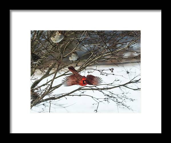 Jan Holden Framed Print featuring the photograph Cardinal in Flight by Holden The Moment